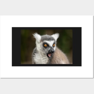 What The?? Ring-Tailed Lemur Posters and Art